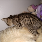 Savannah, F-4SBT, BST, Male, DOB 4-3-19