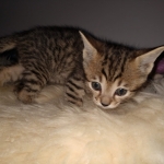 Savannah, F-4SBT, BST, Male, DOB 4-3-19