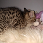 Savannah, F-4SBT, BST, Male, DOB 4-3-19