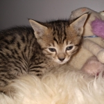 Savannah, F-4SBT, BST, Male, DOB 4-3-19