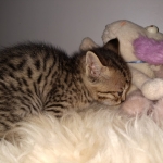 Savannah, F-4SBT, BST, Male, DOB 4-3-19