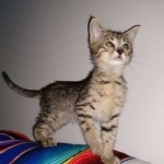 Savannah, F-4SBT, BST, Male, DOB 4-3-19