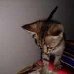 Savannah, F-4SBT, BST, Male, DOB 4-3-19