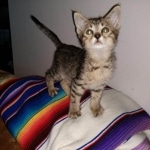 Savannah, F-4SBT, BST, Male, DOB 4-3-19