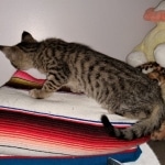 Savannah, F-4SBT, BST, Male, DOB 4-3-19