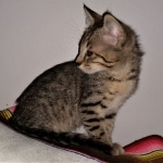 Savannah, F-4SBT, BST, Male, DOB 4-3-19