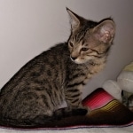 Savannah, F-4SBT, BST, Male, DOB 4-3-19