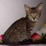 Savannah, F-4SBT, BST, Male, DOB 4-3-19