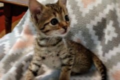 Savannah F-4SBT BST Male DOB 6-5-20