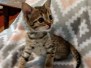 Savannah F-4SBT BST Male DOB 6-5-20