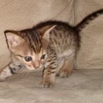 Savannah, F-4SBT, BST, Male, DOB 6-5-20