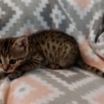 Savannah, F-4SBT, BST, Male, DOB 6-5-20