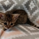 Savannah, F-4SBT, BST, Male, DOB 6-5-20