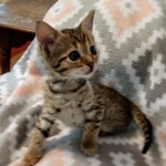 Savannah, F-4SBT, BST, Male, DOB 6-5-20