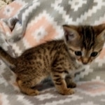 Savannah, F-4SBT, BST, Male, DOB 6-5-20