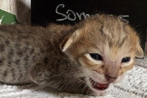 Savannah F-4SBT Co-owned kittens DOB 5-6-26from Kafka DOB