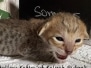 Savannah F-4SBT Co-owned kittens DOB 5-6-26from Kafka DOB