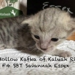 Essex-F-4SBT-silver-female-kitten-a