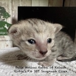 Essex-F-4SBT-silver-female-kitten