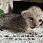 Haven-F-4SBT-silver-female-kitten-a