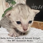 Haven-F-4SBT-silver-female-kitten