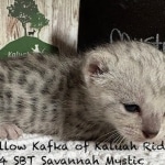 Mystic-F-4SBT-silver-female-kitten-a