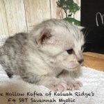 Mystic-F-4SBT-silver-female-kitten