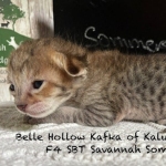 Sommer-F-4SBt-Male-Kitten-