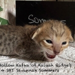 Sommer-F-4SBt-Male-Kitten-a