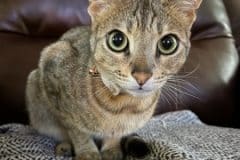 Nyaria Savannah F-4SBT Cool Brown spotted female DOB 11-14-19