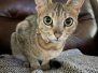 Nyaria Savannah F-4SBT Cool Brown spotted female DOB 11-14-19