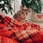 Nyaria, F-4SBT, Female BST, dob 11-14-19