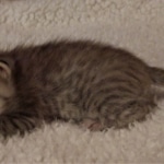 F-4SBT, Female BST, dob 11-14-19