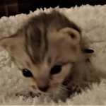 F-4SBT, Female BST, dob 11-14-19