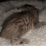 F-4SBT, Female BST, dob 11-14-19