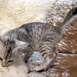 F-4SBT, Female BST, dob 11-14-19