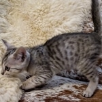 F-4SBT, Female BST, dob 11-14-19