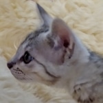 F-4SBT, Female BST, dob 11-14-19