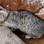 F-4SBT, Female BST, dob 11-14-19