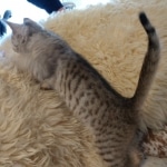 F-4SBT, Female BST, dob 11-14-19