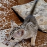 F-4SBT, Female BST, dob 11-14-19