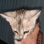 F-4SBT, Female BST, dob 11-14-19