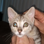 F-4SBT, Female BST, dob 11-14-19