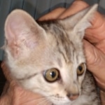 F-4SBT, Female BST, dob 11-14-19