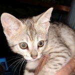 F-4SBT, Female BST, dob 11-14-19