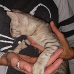 F-4SBT, Female BST, dob 11-14-19