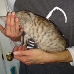 F-4SBT, Female BST, dob 11-14-19