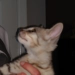 F-4SBT, Female BST, dob 11-14-19