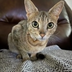 Nyaria F-4SBT savannah 11/14/19