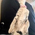 Nyaria, F-4SBT, Female BST, dob 11-14-19